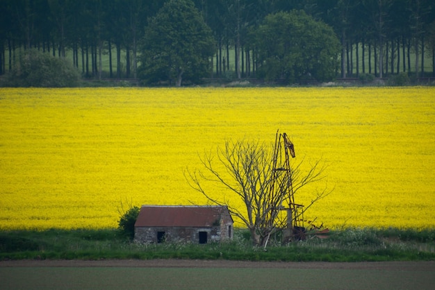 Landbouwveld met een oogst gele koolzaadbloemen Op de voorgrond is een oude schuur