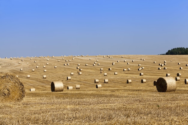 Landbouwveld met stapels stro die overbleven na de oogst van tarwe en gerst of rogge, zomertijd, de stapels worden strak gerold