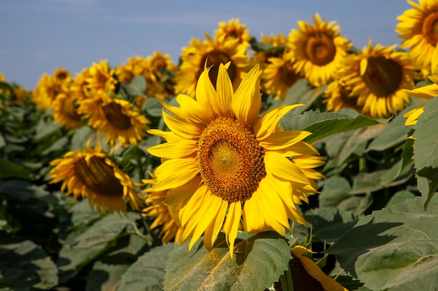 Landbouwveld met veel zonnebloemen tijdens de bloei