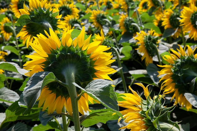 Landbouwveld met veel zonnebloemen tijdens de bloei