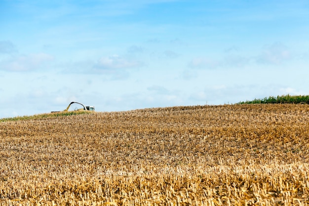 Landbouwveld waar een tractor volwassen maïsoogst verzamelt, afgeschuinde vergeelde stengels van een plant van dichtbij, het herfstseizoen, blauwe lucht,