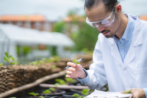 Landbouwwetenschapper die onderzoek doet naar een groene groenteplant op een gebied van biologie laboratorium biotechnologie is een technologie botanie-experiment van de natuur ecologie organische groei van de glastuinbouw