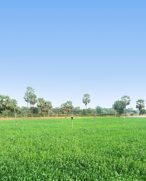 Landelijk akkerbouwgebied van Zuidoost-Azië