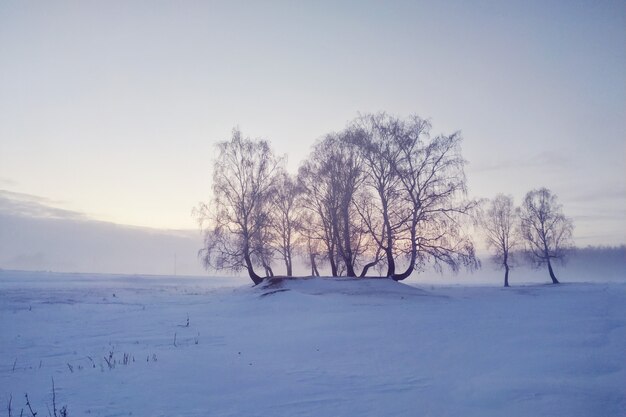 Landelijk besneeuwd landschapslandschap