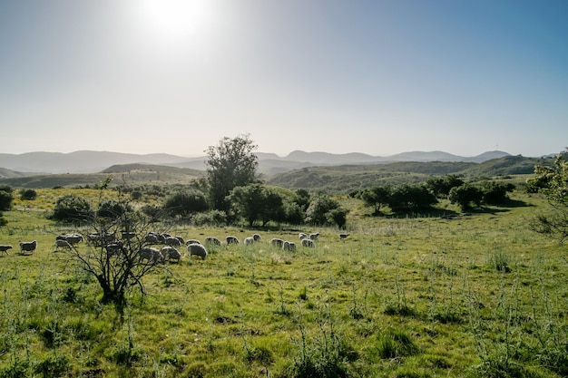 Landelijk groen landschap met een stel schapen