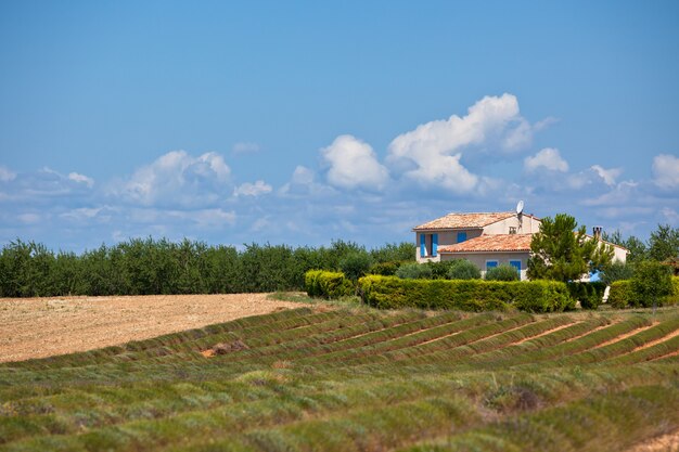 Landelijk huis in een geoogst lavendelveld, Valensole, Provence, Frankrijk