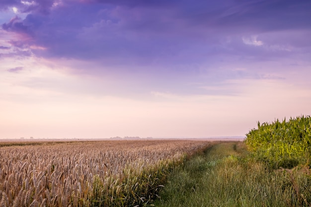 Landelijk landschap: een tarweveld en een dramatische lucht met donkere wolken_