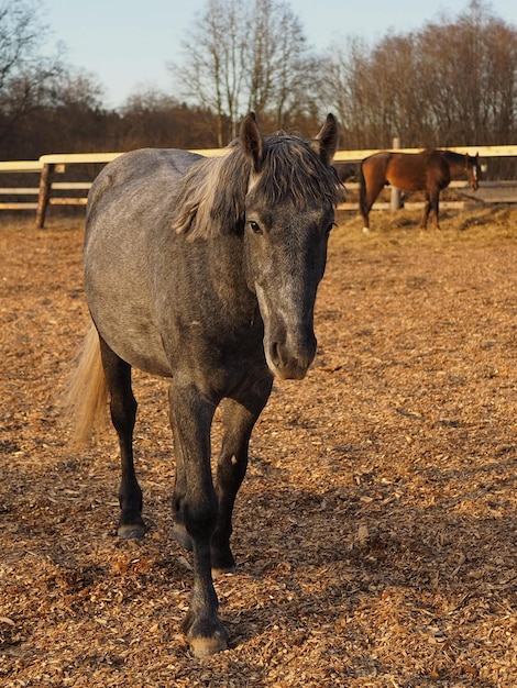 Landelijk landschap en dieren Portret van een grijs paard in close-up Leningrad regio Rusland