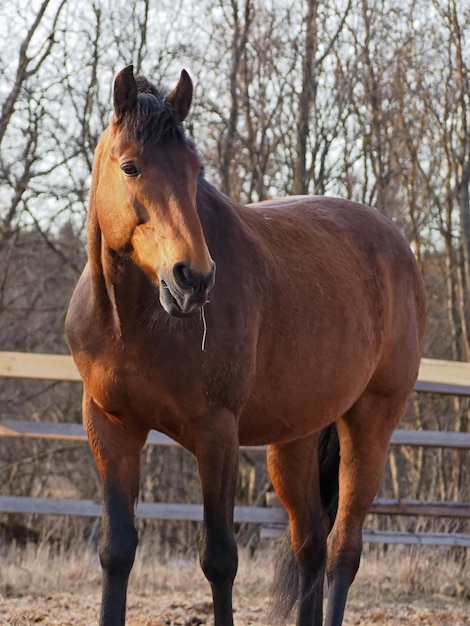 Landelijk landschap en dieren Portret van een volwassen bruin paard Leningrad regio Rusland