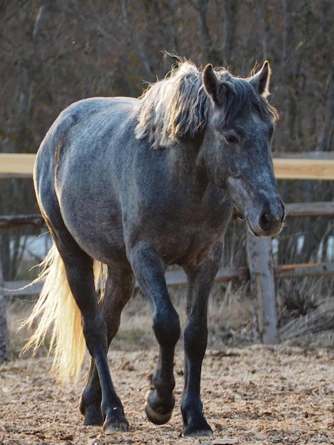 Landelijk landschap en dieren Portret van een volwassen paard van grijze kleur Regio Leningrad Rusland