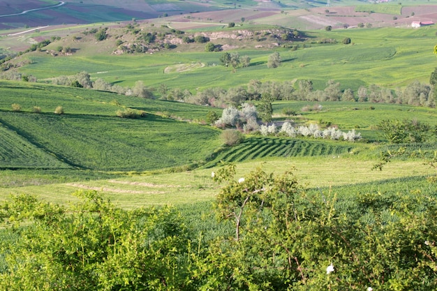 Landelijk landschap groene akkers