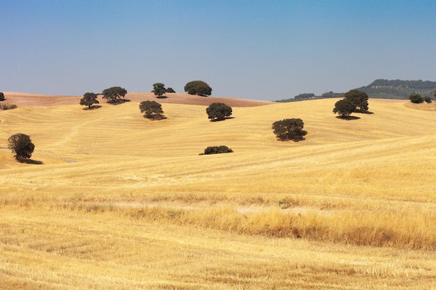 Landelijk landschap in Granada, Spanje. Landelijke scène in de zomer.