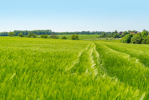 landelijk landschap in het voorjaar