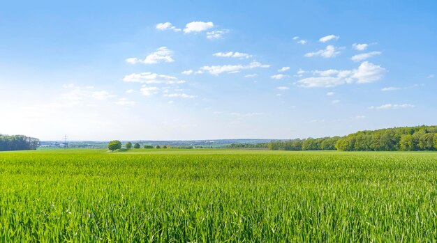 landelijk landschap in het voorjaar