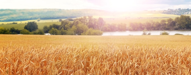 Landelijk landschap met een tarweveld bij de rivier bij zonnig weer