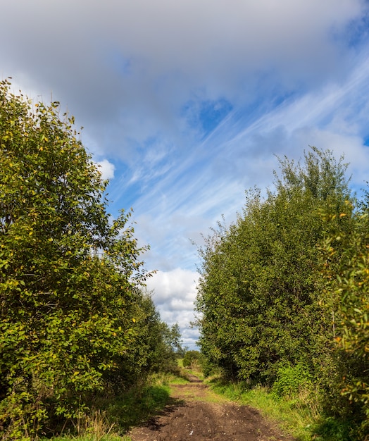 Landelijk landschap met een weg en bomen eromheen. Ruimte kopiëren. Prachtige natuur achtergrond.