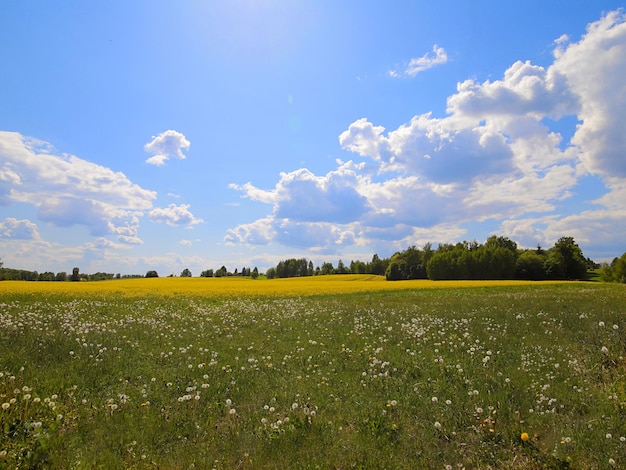 Landelijk landschap met een weiland op een warme zonnige dag