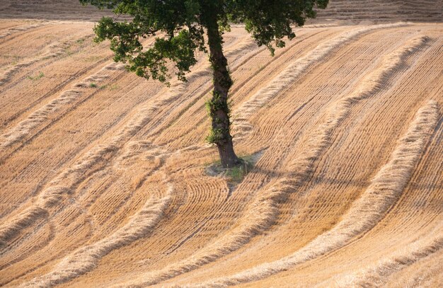 Landelijk landschap met gele boerderij velden en bomen