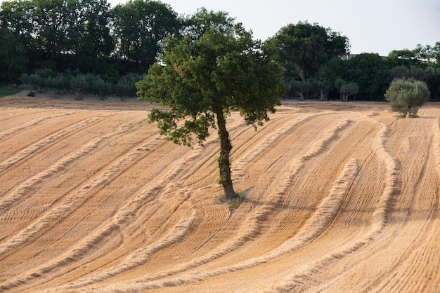 Landelijk landschap met gele boerderij velden en bomen