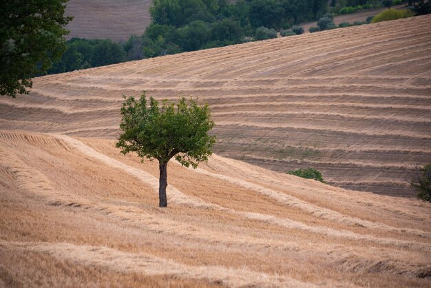 Landelijk landschap met gele boerderij velden en bomen