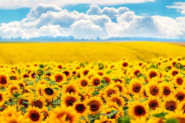 Landelijk landschap met gele zonnebloemen en witte wolken in de blauwe lucht