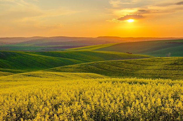 Landelijk landschap met kleurrijke velden en golven bij zonsopgang, lente seizoensgebonden natuurlijke achtergrond. Zuid-Moravië, Tsjechië