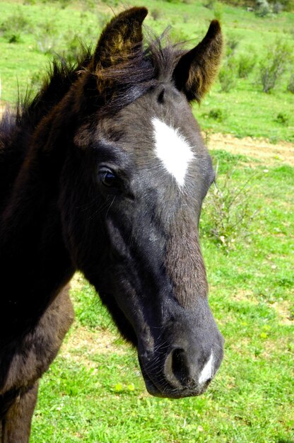 Landelijk landschap met paarden die worden geweid op een weiland in de Krim-bergketen Oekraïne