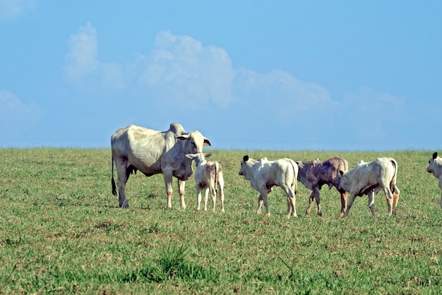 Landelijk landschap met vee, gras en blauwe hemel