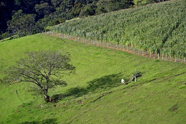 Landelijk landschap met vee, gras, maïsplantage en bomen. minas gerasi, brazilië