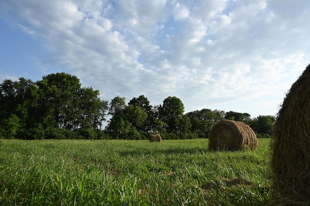 Landelijk landschap met weide, rieten broodjes, bomen en wolken in de lucht, kopieer ruimte.