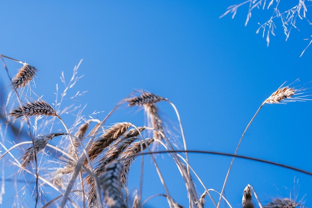 Landelijk landschap van droge rijpe roggeaartjes van weideveld tegen heldere blauwe lucht in de zomer Landbouw biologisch en gezond voedselproductie oogstconcept Selectieve focus onderaanzicht close-up