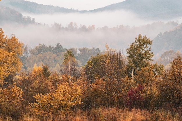 Landelijk mistig herfstlandschap met rode bomen Seizoensgebonden herfststiltestemming