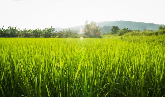 Landelijk rijstveld groen gras