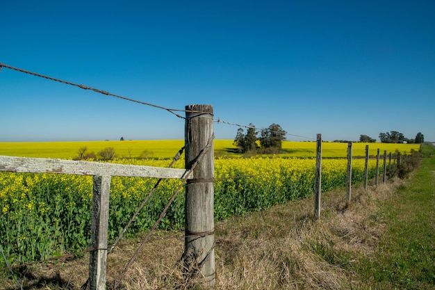 Landelijk uitzicht vanuit Uruguay