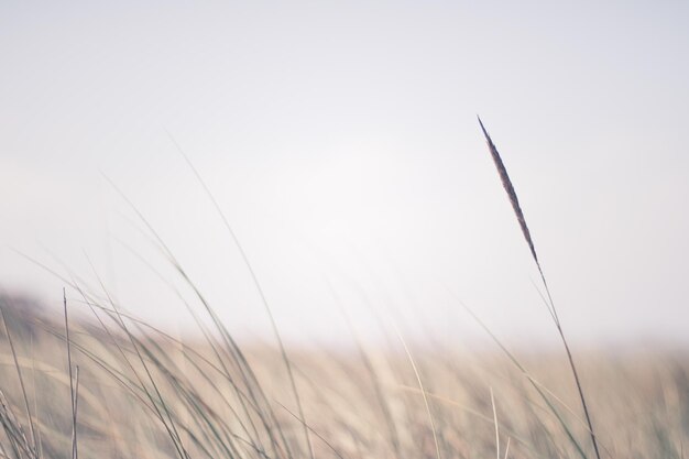 Landelijk veld een dag op het platteland