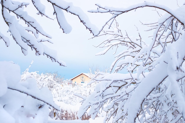 Landelijk winterlandschap Door de takken van besneeuwde bomen steekt een huis af tegen de lucht