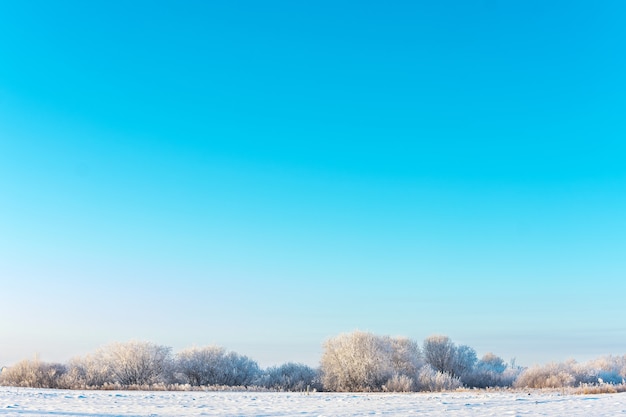 Landelijk winterlandschap. Heldere blauwe lucht, bomen en veld, bedekt met vorst in zonnige dag.