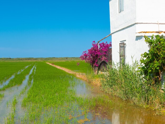 landelijk wit huis naast een waterig rijstveld onder een blauwe heldere lucht