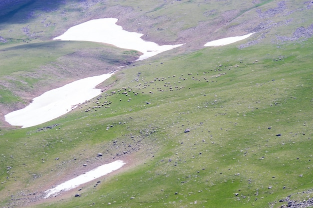 Landelijk zomerlandschap met schapen in Girusun - Hooglanden van Turkije