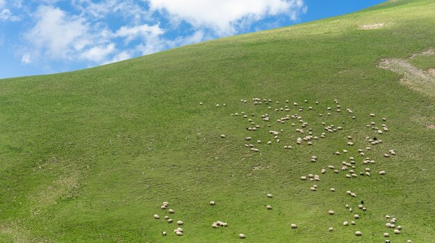 Landelijk zomerlandschap met schapen in Girusun - Hooglanden van Turkije