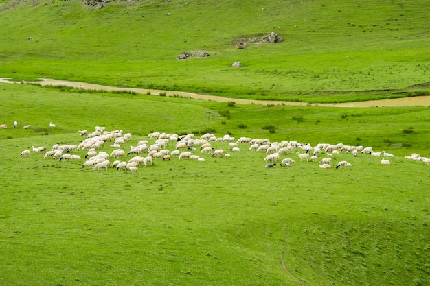 Landelijk zomerlandschap met schapen in Persembe Highlands -Ordu - Turkije