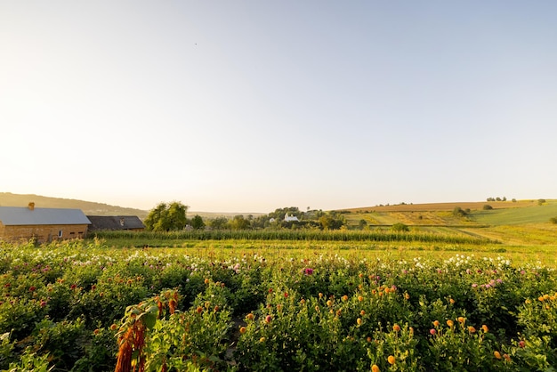 Landelijke bloemenboerderij