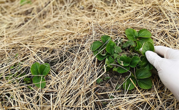 Landelijke boerderij met aardbeienstruik