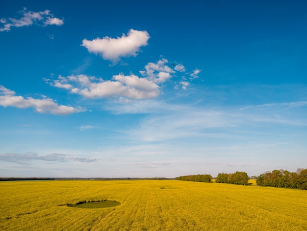 Landelijke foto van bloeiend koolzaad in het veld