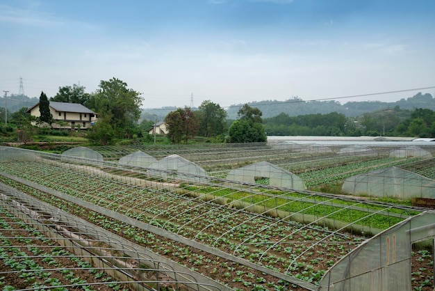 Landelijke groenteplantbasis in China