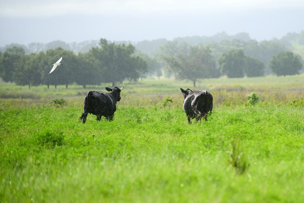 Landelijke koeien grazen op een groene weide Landelijk leven