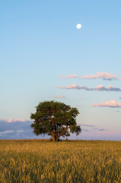 Landelijke landschapsboom en moonBuenos Aires provincie Argentinië