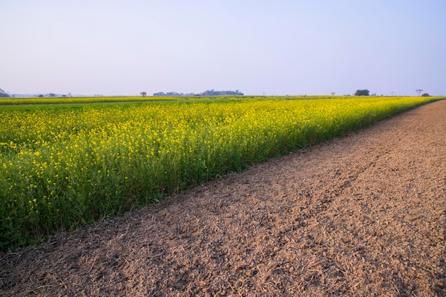 Landelijke onverharde weg door het koolzaadveld met de blauwe hemelachtergrond