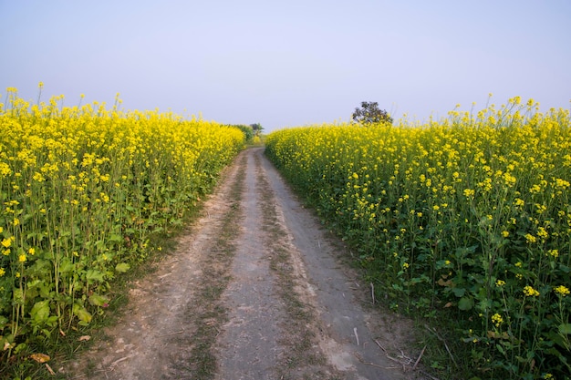 Landelijke onverharde weg door het koolzaadveld met de blauwe hemelachtergrond