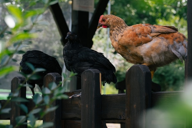 Landelijke scène met kippen die op een hek zitten